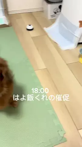 くぅたろう@毛布犬のTikTok投稿