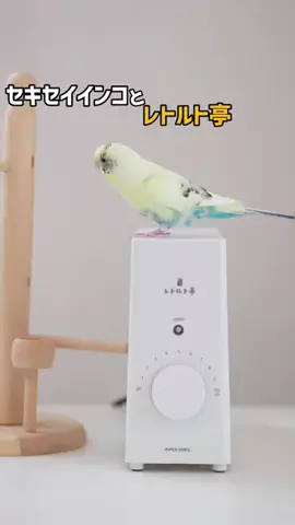 mee | インコとの暮らしのTikTok投稿