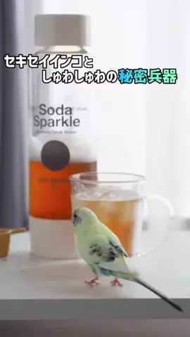 mee | インコとの暮らしのTikTok投稿