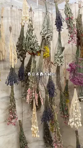 Kママ⊹関西おでかけ✈︎子どもと探検⊹のTikTok投稿