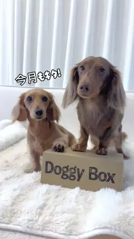 kuku.yoyo_boyのTikTok投稿