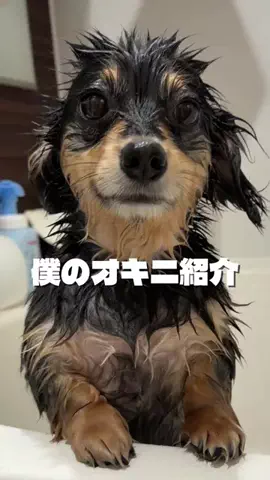 🦭アザラシ犬🦭【チワックス】うみくん⭐️のTikTok投稿