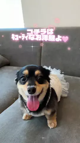 🦭アザラシ犬🦭【チワックス】うみくん⭐️のTikTok投稿