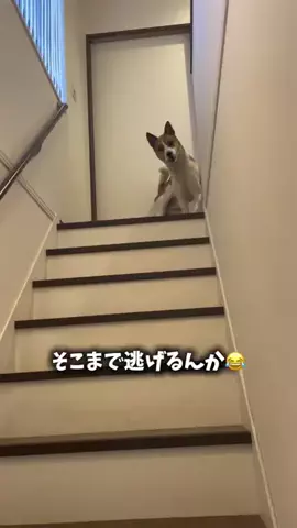 ジナサナのTikTok投稿