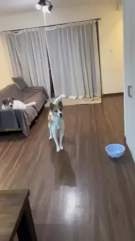 ジナサナのTikTok投稿