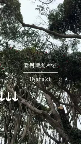 とん（旅動画）のTikTok投稿