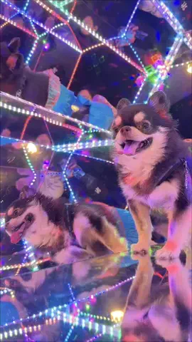チワワの、のぶなが【飼い主と犬がおもしろすぎる】のTikTok投稿