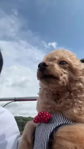 chiko_tukuのTikTok投稿