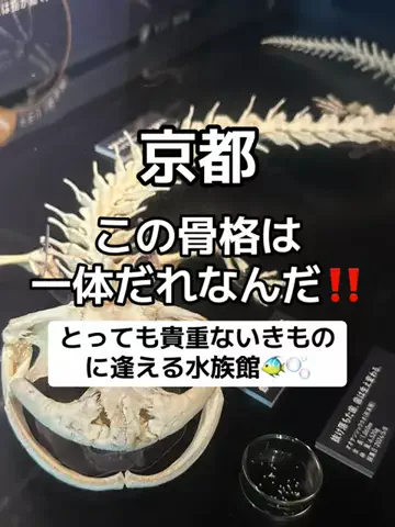 🌺なみひらりさ✈️🗺️｜絶景ホテル×コスパ旅のTikTok投稿