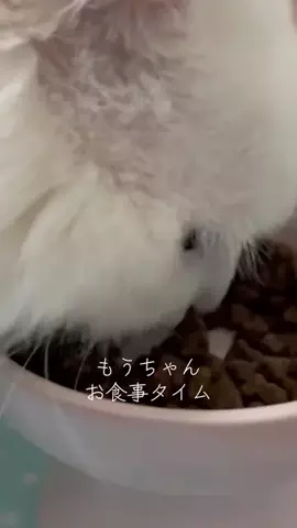 もうちゃん🐮のTikTok投稿