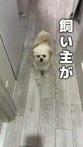 多分ペキ×マルのぽんずのTikTok投稿
