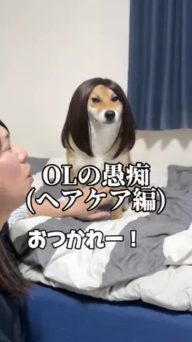 チワワの、のぶなが【飼い主と犬がおもしろすぎる】のTikTok投稿