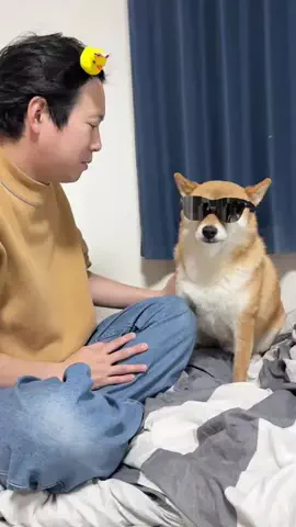 チワワの、のぶなが【飼い主と犬がおもしろすぎる】のTikTok投稿
