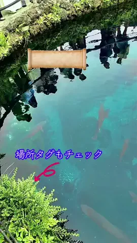 LittleBamboo.stのTikTok投稿