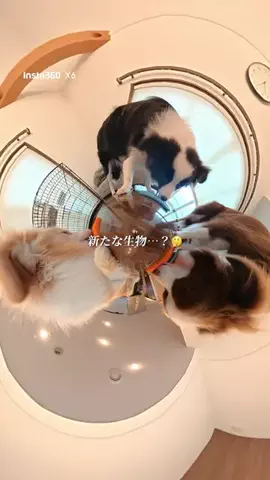 ルナとアリスのTikTok投稿