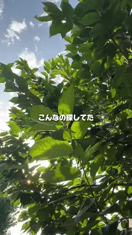 福岡メモのTikTok投稿