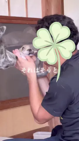 アロキンちゃんねるのTikTok投稿