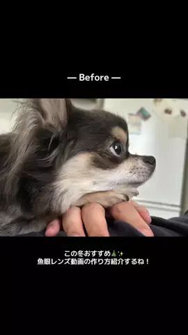 ちわおじのTikTok投稿