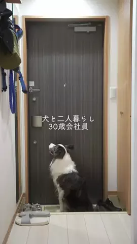 まさ” ボーダーコリーとふたり暮らし”のTikTok投稿
