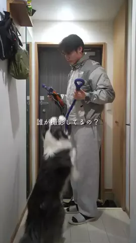 まさ” ボーダーコリーとふたり暮らし”のTikTok投稿
