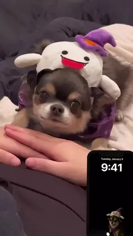 ちわおじのTikTok投稿