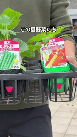 ばう｜お得に野菜を作るマメな夫のTikTok投稿