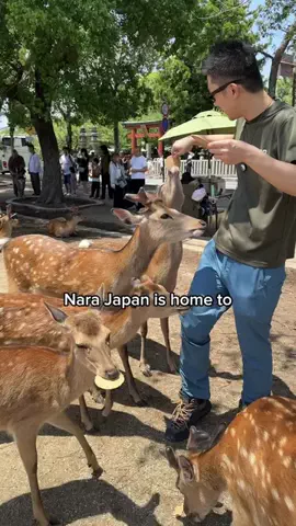yamatripsのTikTok投稿