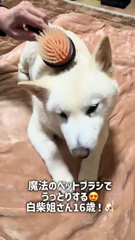 白柴姐さん｜老犬の日常🐶のTikTok投稿