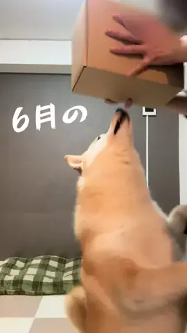 大 五 郎のTikTok投稿