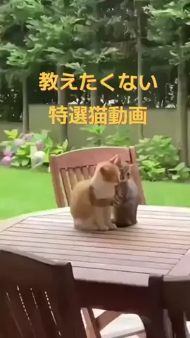 えっちゃんのTikTok投稿