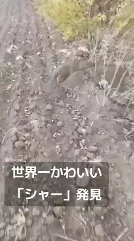 えっちゃんのTikTok投稿