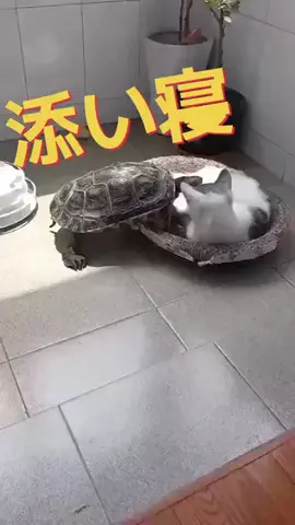 えっちゃんのTikTok投稿