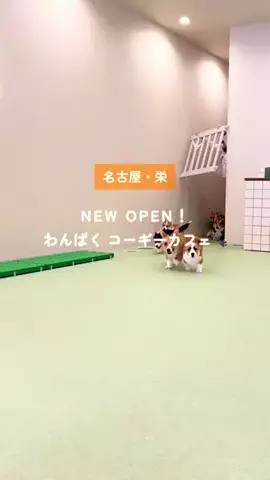 tommy.tokaidateのTikTok投稿