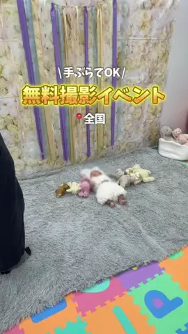 いちこ｜東京発 ⇰ 子連れおでかけのTikTok投稿