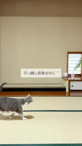 まなの暮らしメモのTikTok投稿