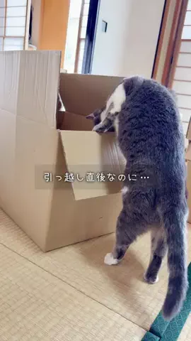 まなの暮らしメモのTikTok投稿