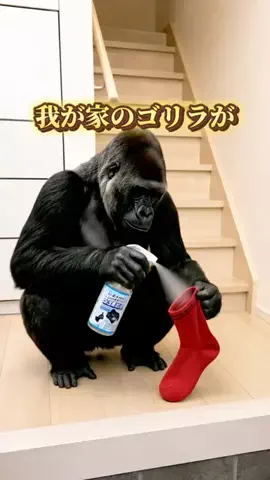 minmi.kurashiのTikTok投稿