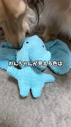 989🐶🐶のTikTok投稿