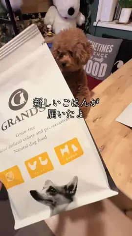といぷーのぴののTikTok PR投稿：新しいごはんが届いたよ🐻@grands_dogs こだわりのいっぱい…