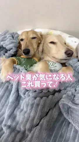 989🐶🐶のTikTok投稿