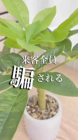 のち👶一条住みの母のTikTok投稿