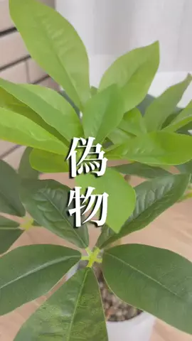 のち👶一条住みの母のTikTok投稿