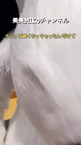 MIKO ✦ キャラクターVlogのTikTok投稿