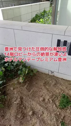 野良猫　イチくんとナナちゃんのTikTok投稿