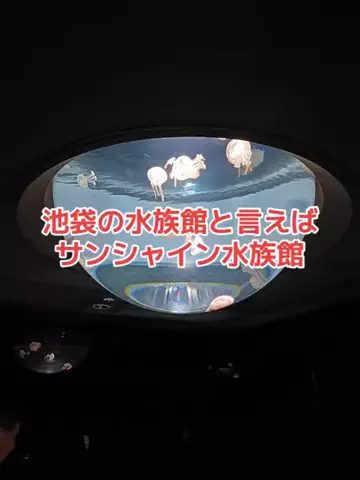 野良猫　イチくんとナナちゃんのTikTok投稿