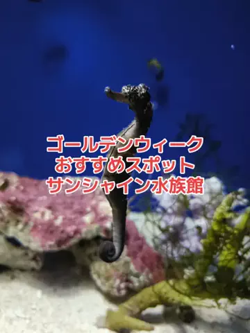 野良猫　イチくんとナナちゃんのTikTok投稿