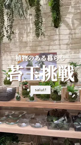 はるの𓊆 好きを見逃さない新作雑貨速報 𓊇のTikTok投稿