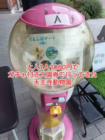 野良猫　イチくんとナナちゃんのTikTok投稿