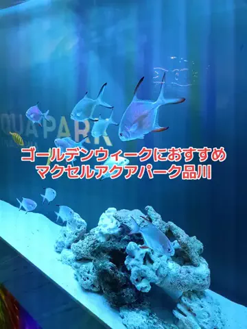 野良猫　イチくんとナナちゃんのTikTok投稿