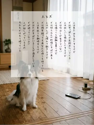 犬猫総合製薬株式会社のTikTok投稿
